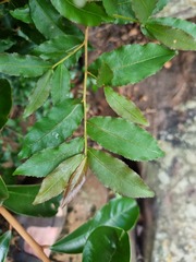 Ochna maguirei