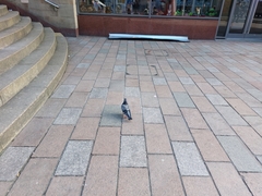 Columba livia domestica