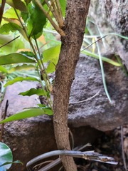 Ochna maguirei