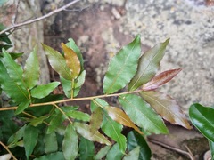 Ochna maguirei