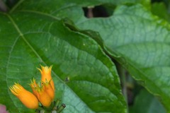 Gurania lobata