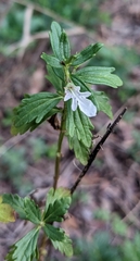 Teucrium cubense