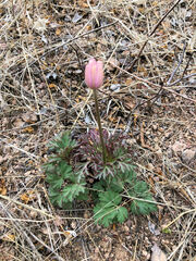 Anemone tuberosa