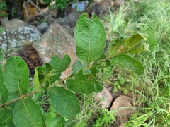 Combretum molle