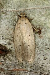 Agonopterix nodiflorella