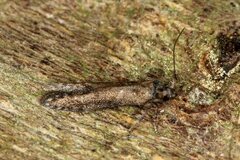 Blastobasis maroccanella