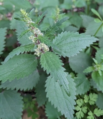 Urtica chamaedryoides