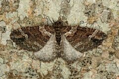 Catarhoe basochesiata