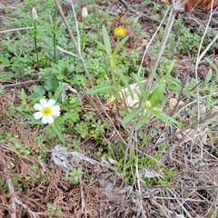 Melampodium leucanthum