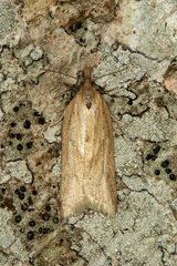 Clepsis coriacanus
