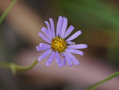 Brachyscome spathulata