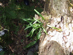 Lepisorus ussuriensis