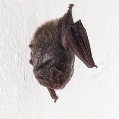 Barbastella barbastellus