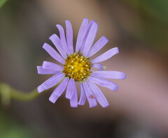 Brachyscome spathulata