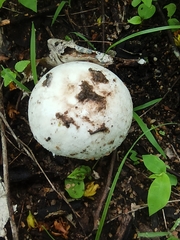 Amanita strobiliformis