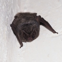 Barbastella barbastellus