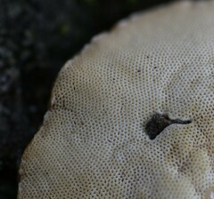 Truncospora ochroleuca