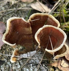 Agaricomycetes