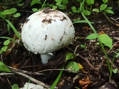 Amanita strobiliformis