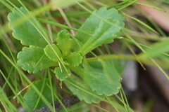 Brachyscome spathulata