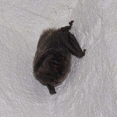 Barbastella barbastellus