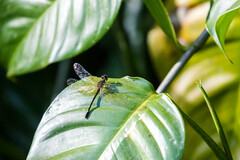 Macrothemis inequiunguis