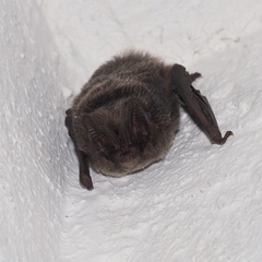 Barbastella barbastellus