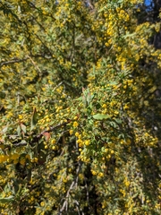 Berberis nevinii