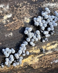 Fungi