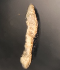 Trichoderma lixii