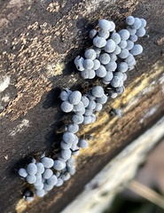 Fungi