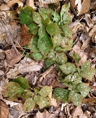 Pachysandra procumbens