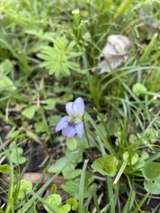 Viola missouriensis