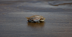 Emerita brasiliensis