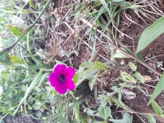 Petunia integrifolia