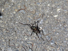 Paratlanticus ussuriensis