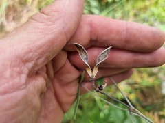 Eriosema psoraleoides