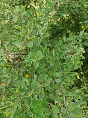 Diospyros lycioides