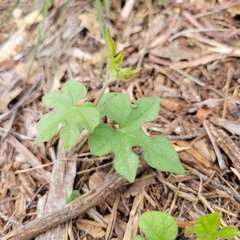 Ipomoea lindheimeri