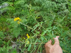 Eriosema psoraleoides