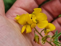 Eriosema psoraleoides