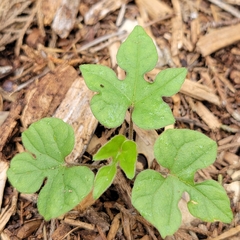 Ipomoea lindheimeri
