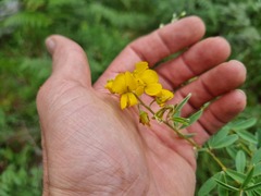 Eriosema psoraleoides
