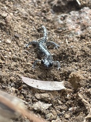Plethodon glutinosus