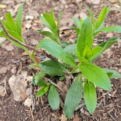 Ditaxis humilis