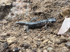 Plethodon glutinosus