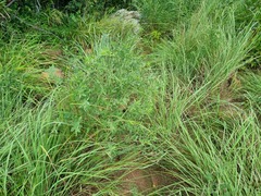 Eriosema psoraleoides