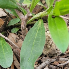 Ditaxis humilis