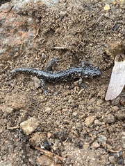 Plethodon glutinosus