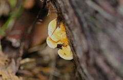 Truncospora ochroleuca